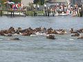 Chincoteague Pony Swim July 2007 053